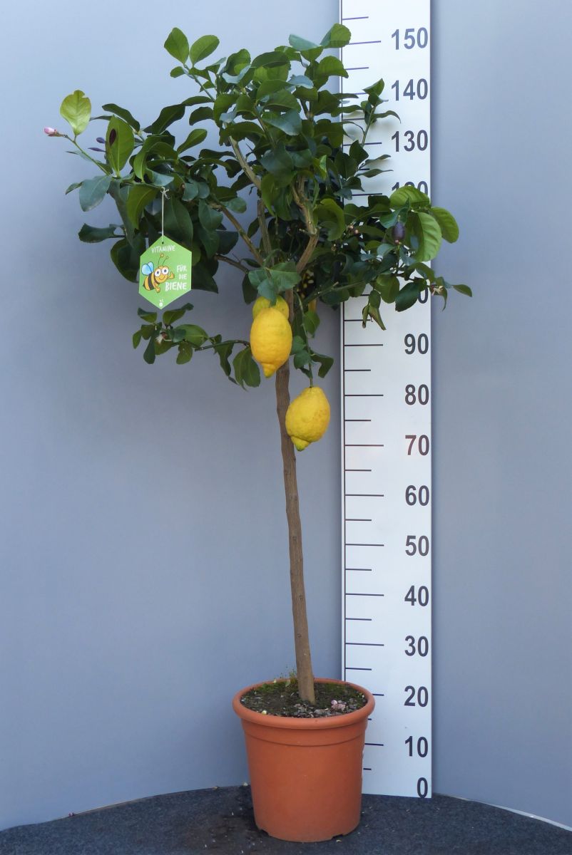 Citrus limon Stamm PT 26 H 120-130 cm (Zitrone)