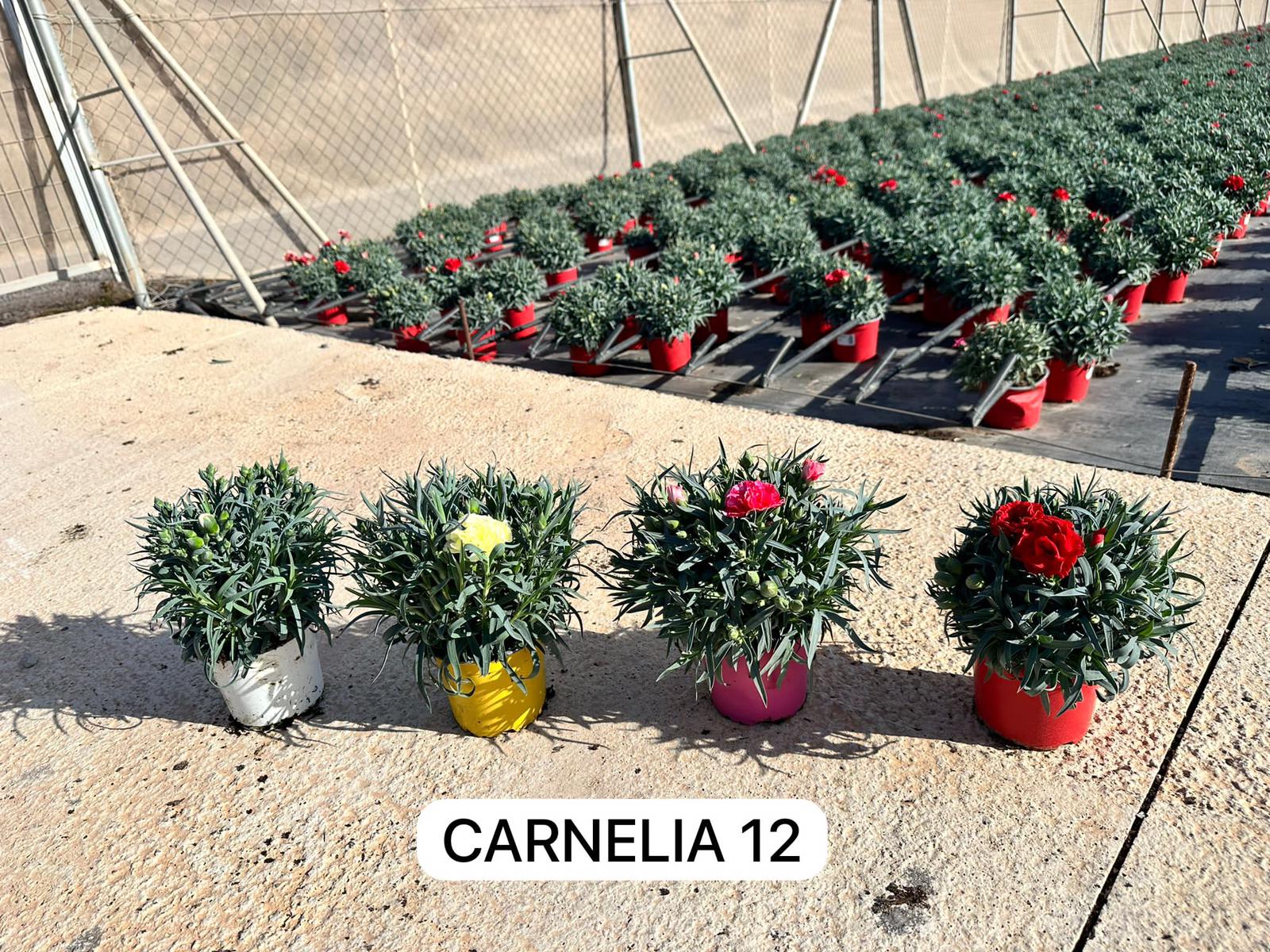 Dianthus cary. 'Carnelia' Busch PT 12 (Nelke)
