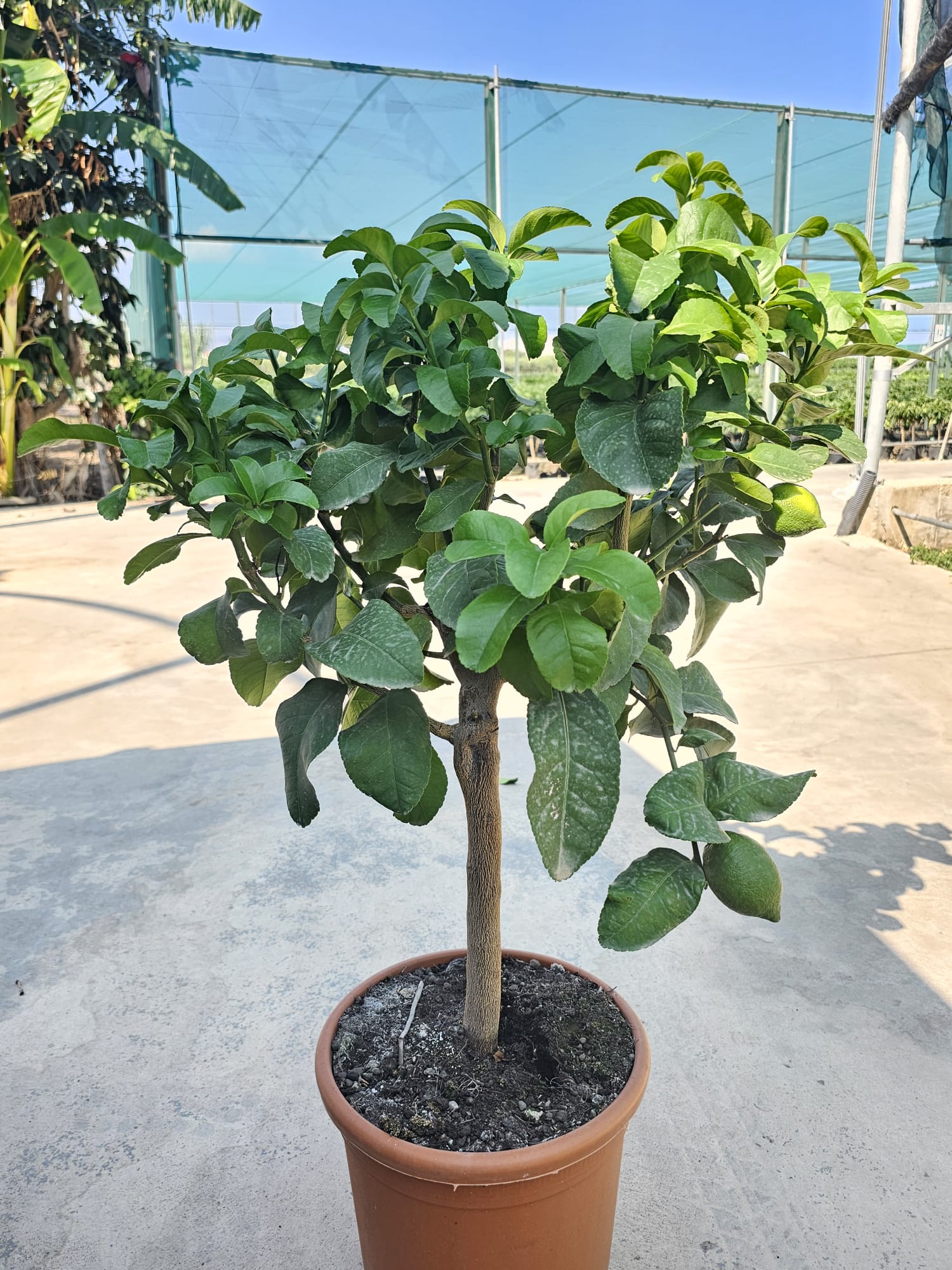 Citrus limon Mini-Stamm PT 24 H 80+ cm (Zitrone) 