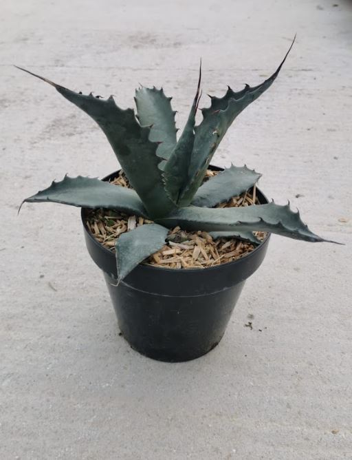 Agave ferox PT 20 classic (Agave)