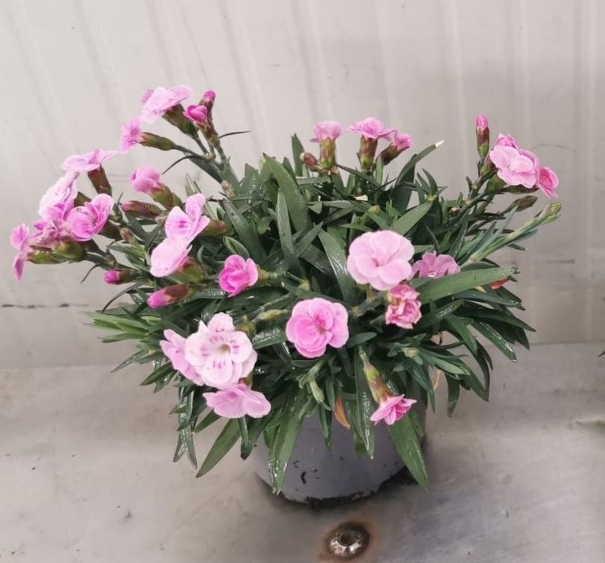 Dianthus Cultivars 'Pink Kisses®' Busch PT 10 (Nelke)