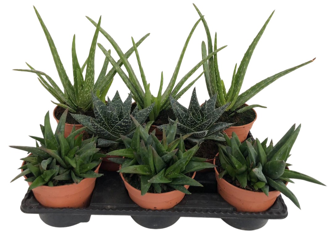 Aloe vera PT 12 in Sorten (Echte Aloe) 