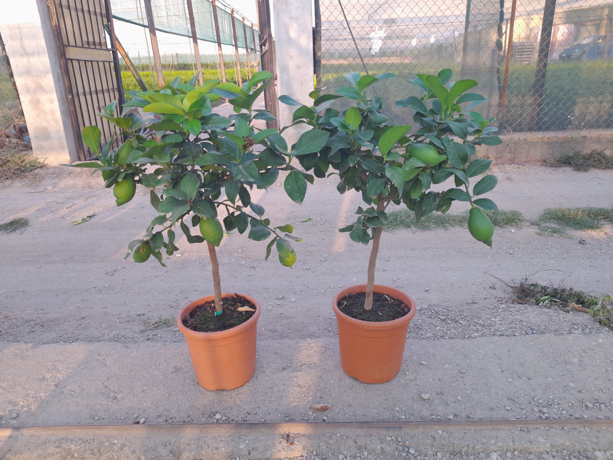 Citrus limon Stamm PT 20 H 70+ cm (Zitrone)