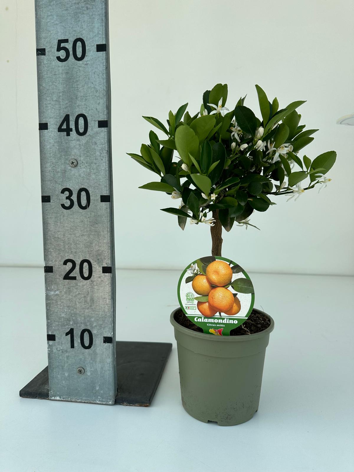 Citrus mitis Stamm PT 15 H 40 cm (Calamondin)