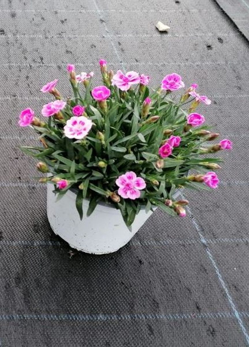 Dianthus Cultivars 'Pink Kisses®' Busch PT 14 (Nelke)