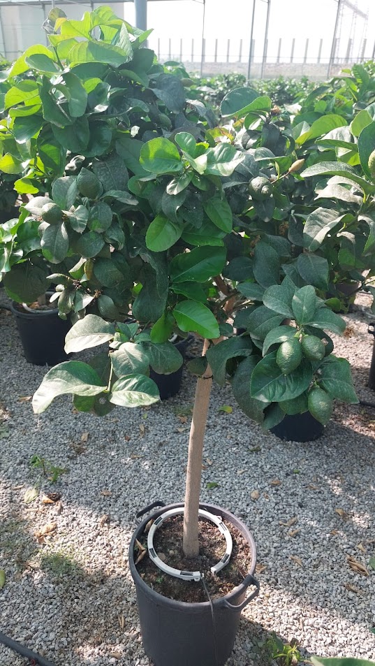 Citrus limon Stamm PT 35 H 160 cm (Zitrone)