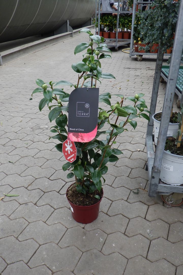 Camellia jap. Busch PT 19 H 40-60 cm 10+ (Kamelie)