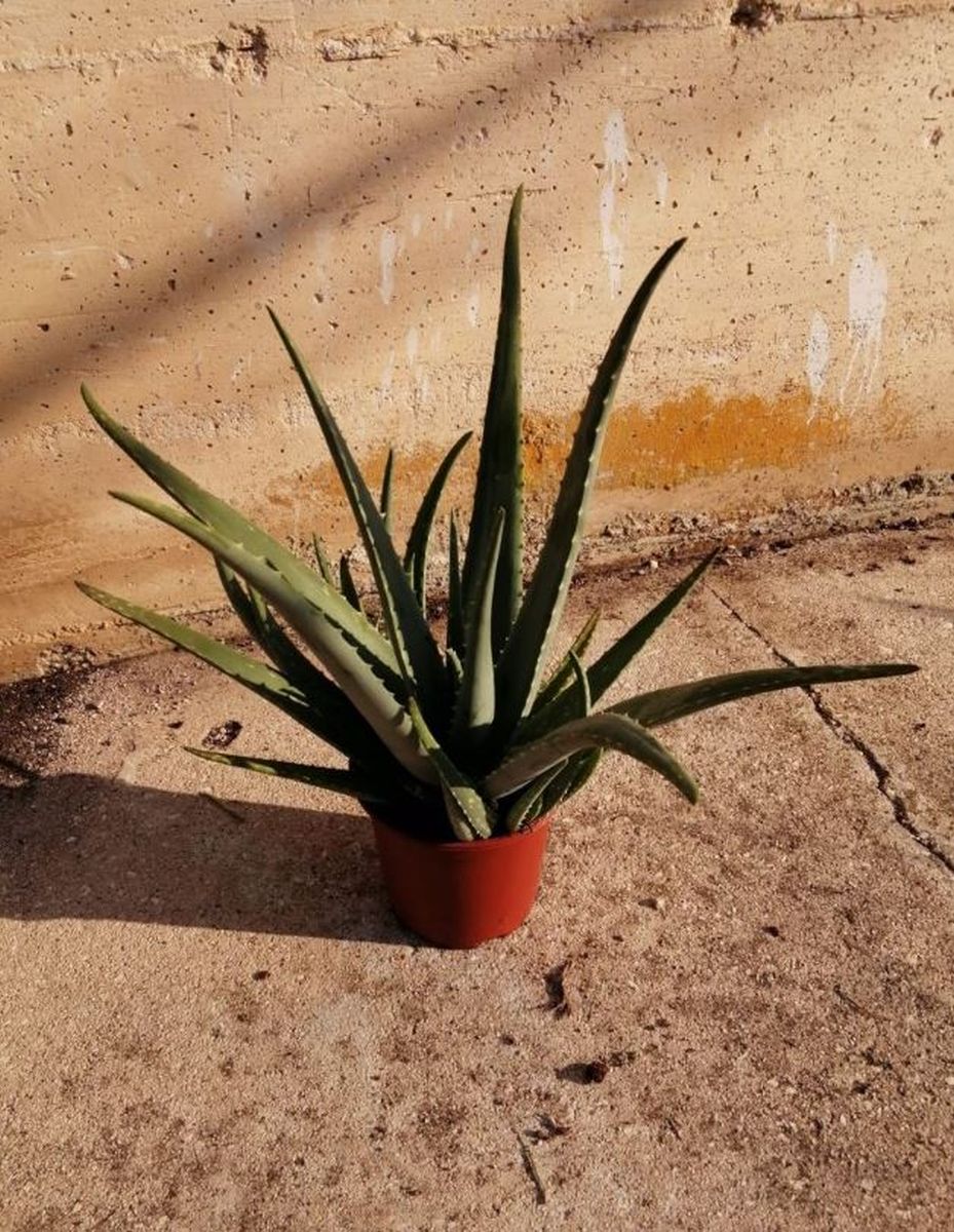 Aloe vera PT 17 (Echte Aloe)