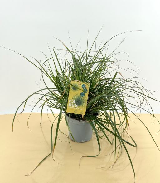 Carex oshi. EverColor 'Everlime®' Busch PT 14 (Segge)
