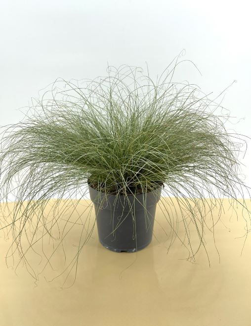 Carex com. 'Frosted Curls' Busch PT 21 (Segge)