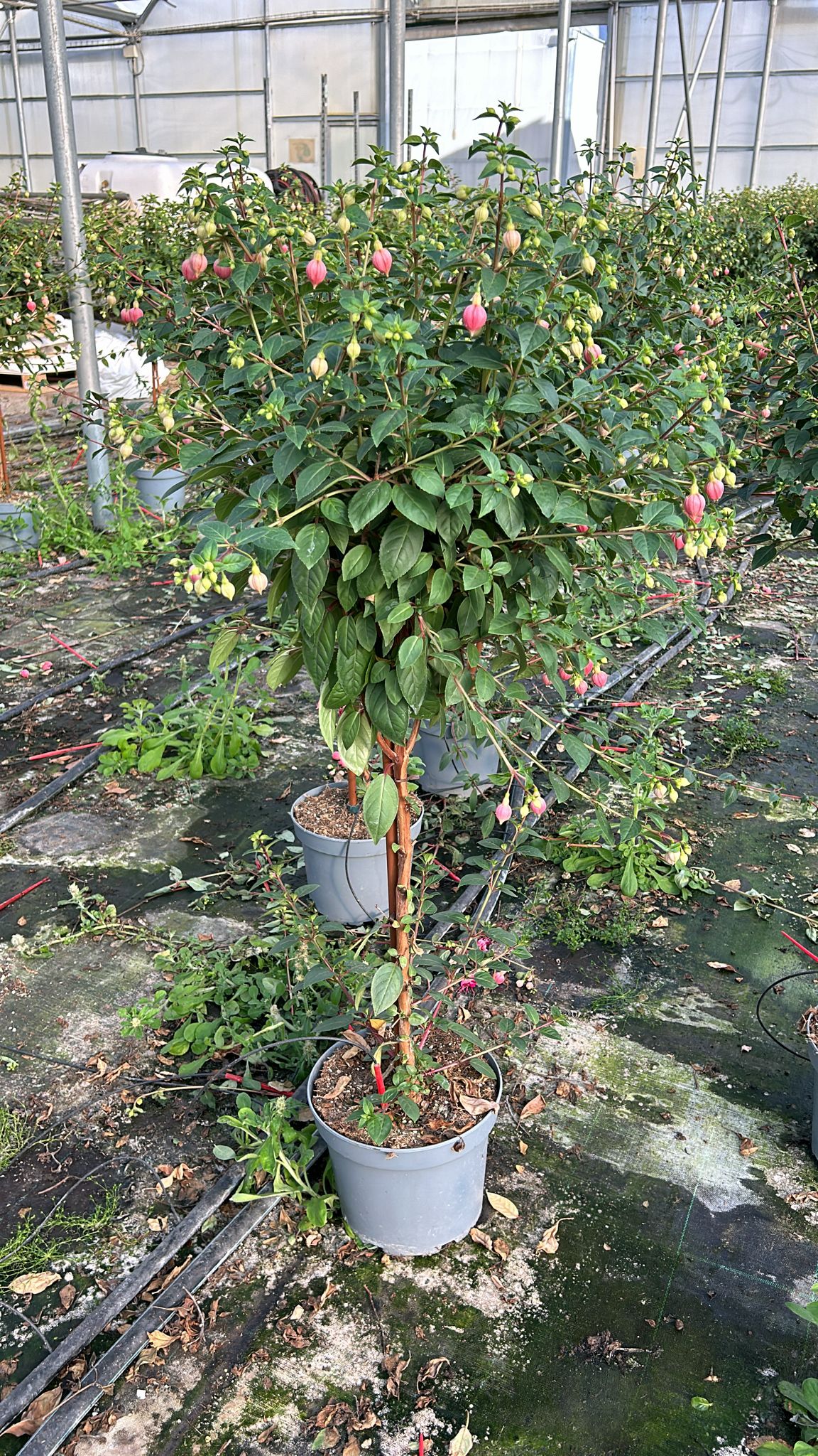 Fuchsia Cult. Stamm PT 23 H 120 cm extra (Fuchsie)