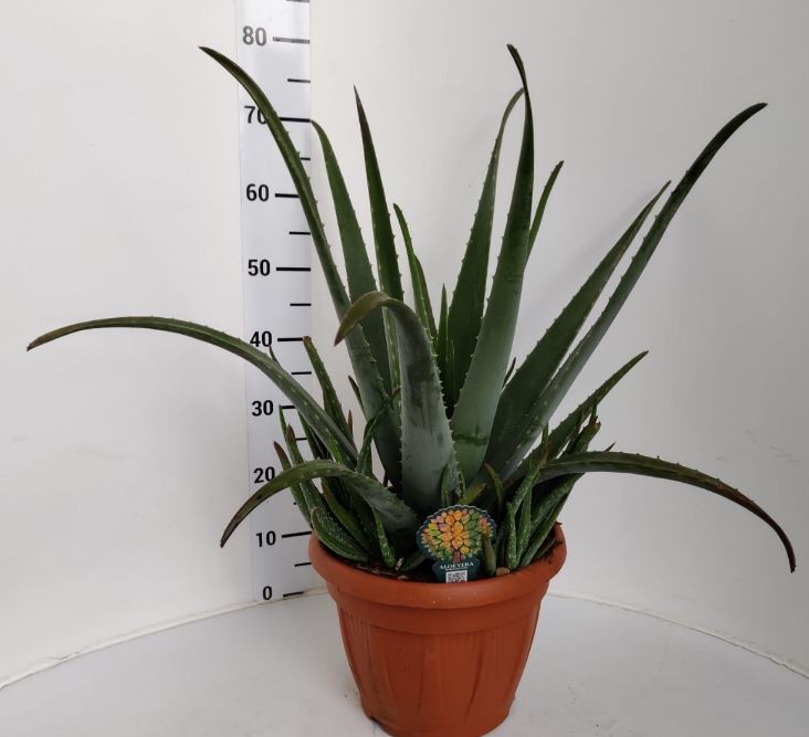 Aloe vera PT 30 (Echte Aloe)