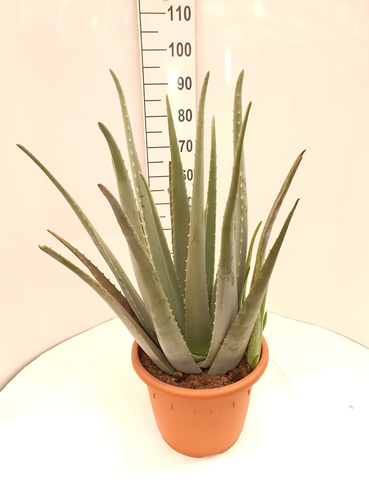 Aloe vera PT 35 Bio (Echte Aloe)