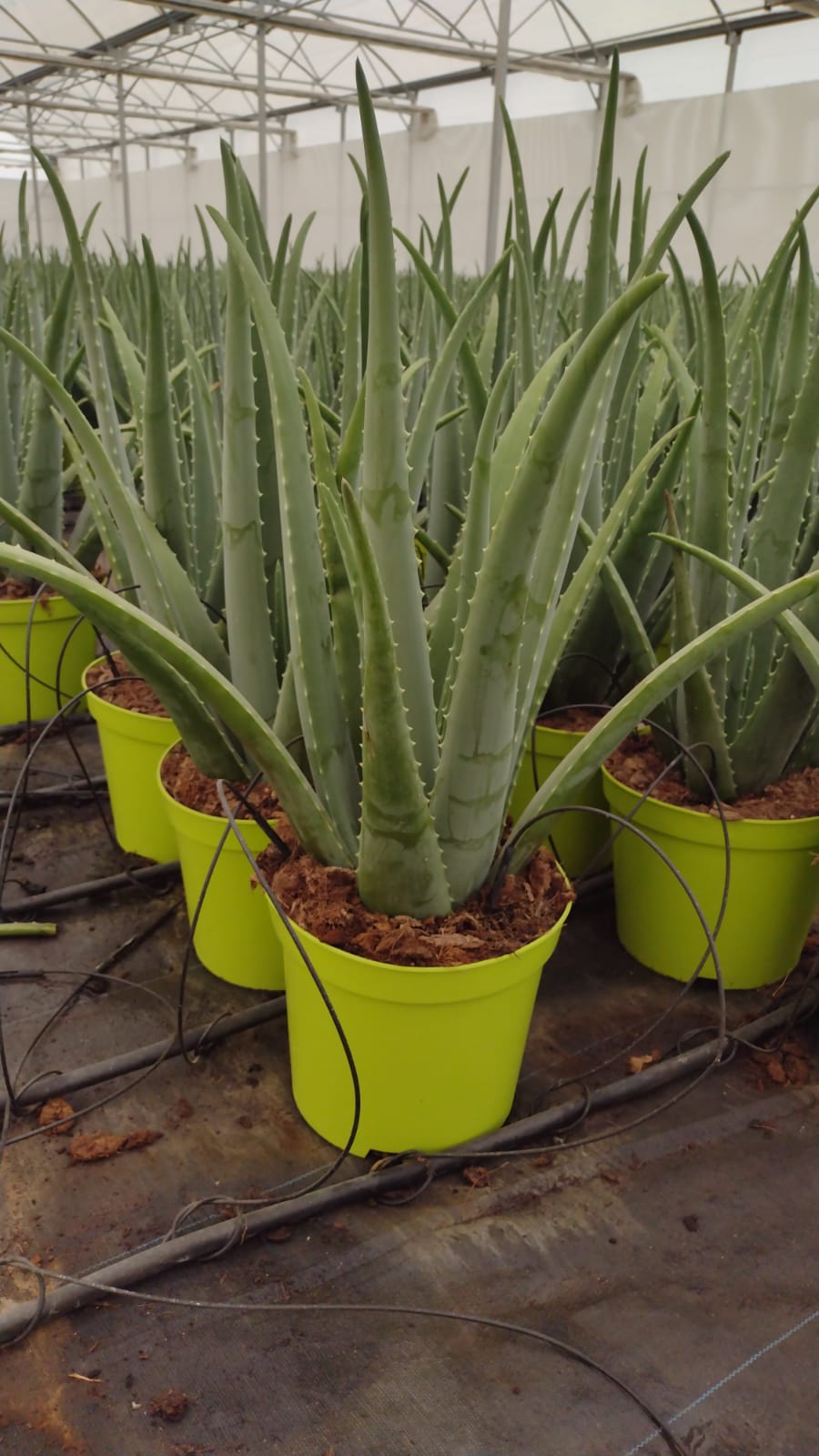 Aloe vera PT 25 Bio (Echte Aloe)